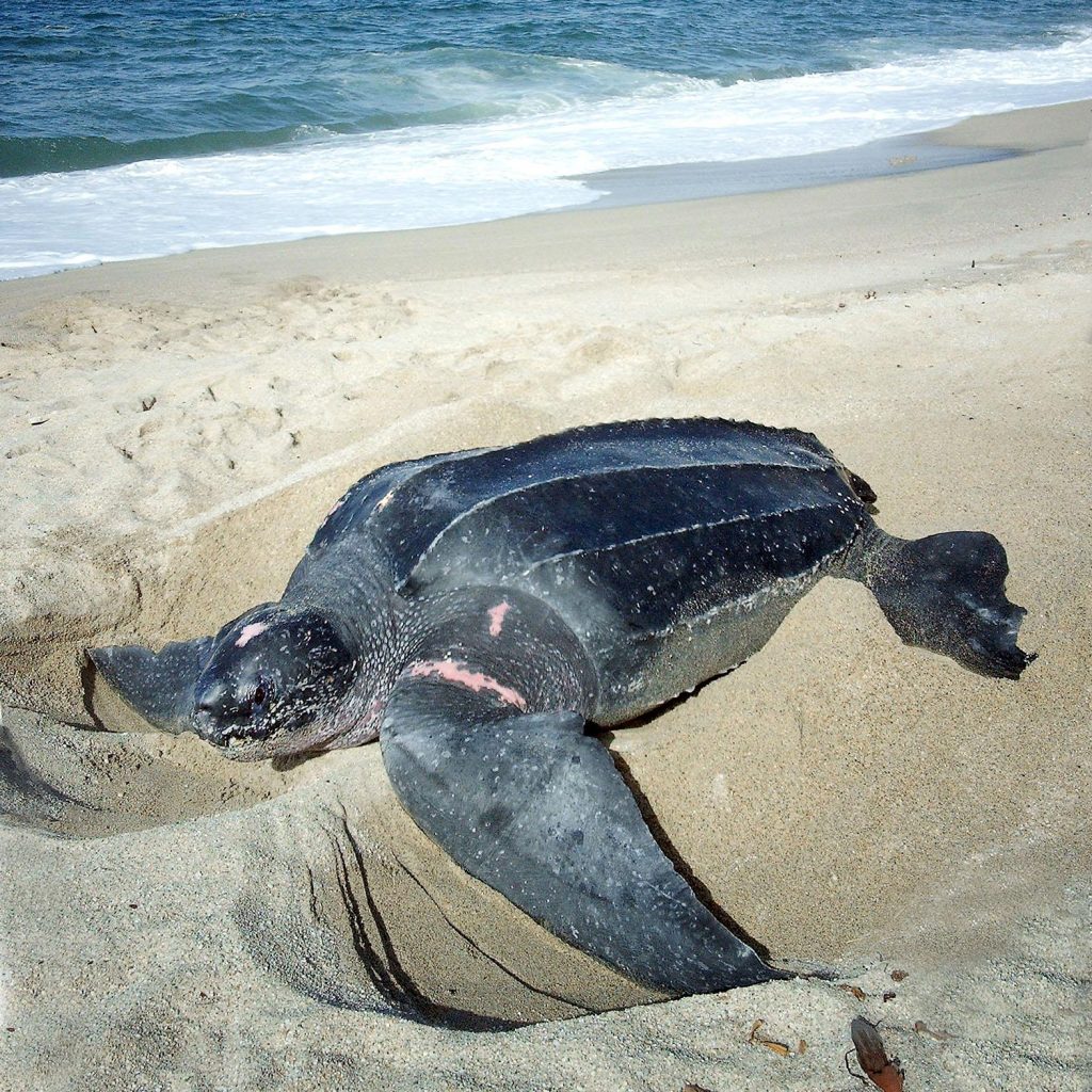 Crean jabones biodegradables para conservar a las tortugas marinas